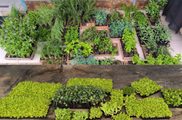 Mudas de hortaliças